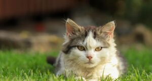 La Diputació de Tarragona obre sol·licituds per a ajuts a la protecció d’animals domèstics