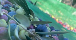 Ajuts de 1 milió d’euros per impulsar els productes agroalimentaris i artesanals de la Costa Daurada i Terres de l’Ebre